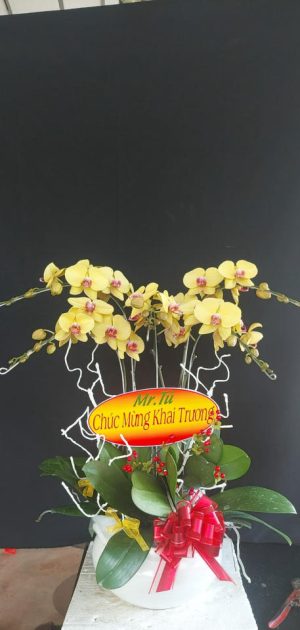 Chậu lan hồ điệp - 23